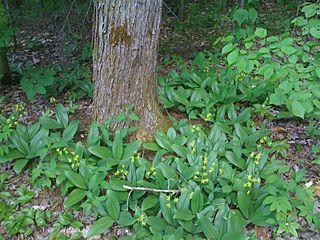 Clintonia borealis (4639708749)