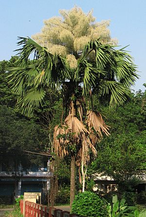 Corypha umbraculifera-flowering.JPG