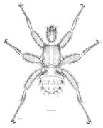 DIPT Mystacinobiidae Mystacinobia zelandica m