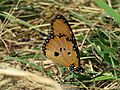 Danaus chrysippus dorippus 68757107.jpg