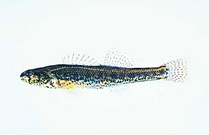 Etheostoma fusiforme.jpg