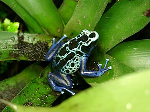 Färberfrosch Dendrobates tinctorius