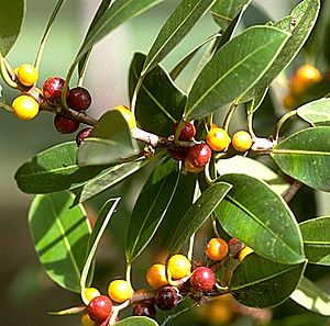 Ficus obliqua-Leaves and fruit.jpg