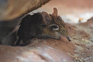 Galegeeska rufescens zoo frankfurt.jpg