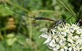 Gasteruption jaculator Ichneumon on hogweed