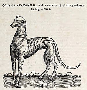 Gray-Hound