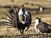 Greater sage-grouse (Centrocercus urophasianus).jpg