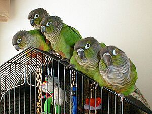 Green Cheeked Conure Family.jpeg