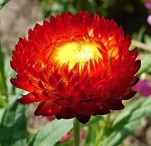 Helichrysum bracteatum 1