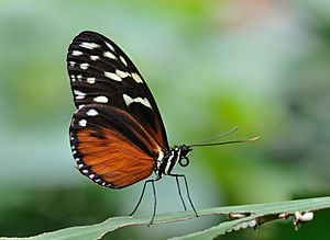 Heliconius hecale qtl1