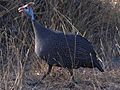 Helmeted guineafowl kruger00