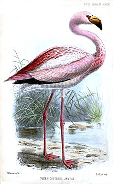 JamesFlamingoKeulemans