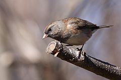 Junco hyemalis hyemalis CT2.jpg