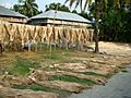 Jute Cultivation and Processing Bangladesh (5)