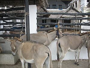 Lamu Donkey Sanctuary