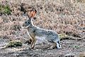 Lepus capensis