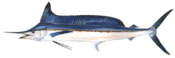 Longbill spearfish (Duane Raver).png