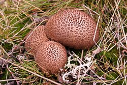 Lycoperdon umbrinum.JPG