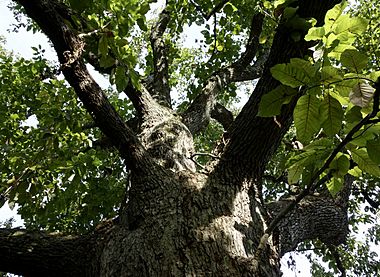 Magnolia acuminata tree