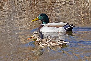 Mallard pair (53580816761)