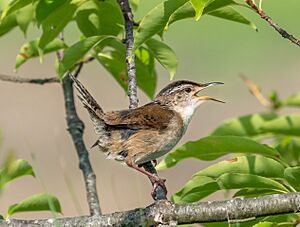 Marsh wren at Hammonasset Beach (12908)