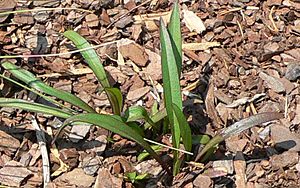 Marshallia graminifolia.jpg