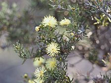 Melaleuca johnsonii (leaves, flowers, fruits)