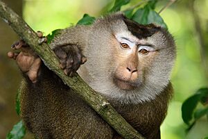 Northern Pig-tail Macaque, Macaca leonina in Khao Yai national park (21190380750)