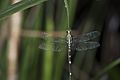 Orthetrum sabina (40072442555)