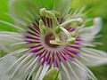 Passion fruit flower end