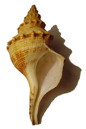 Penion cuvieranus cuvieranus.JPG