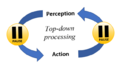 Perception-Action Cycle