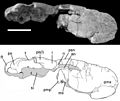 Phorusrhacos skull