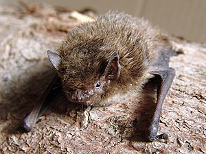 Pipistrellus nathusii.jpg