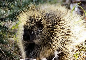 Porcupine NPS11952