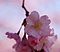 Prunus 'Accolade' Flower 2313px.jpg