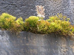 Psilotum nudum Sydney Opera House