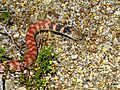 Red Racer (Coluber flagellum piceus) (14045553580)