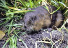 Round-tailed Muskrat Neofiber alleni