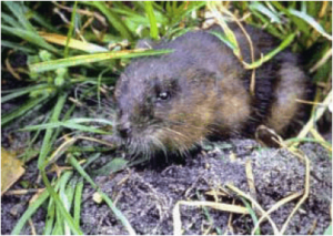 Round-tailed Muskrat Neofiber alleni.png