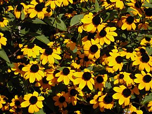 Rudbeckia triloba2.JPG