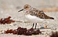 Sanderling-11MAY2017