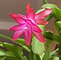 Schlumbergera Buckleyi Group