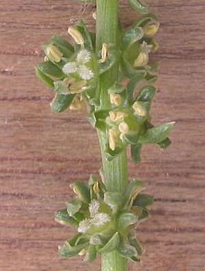 Suikerbiet bloem Beta vulgaris