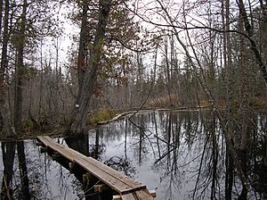 Superior Hiking Trail boardwalk