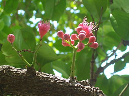 Syzygium moorei flowering