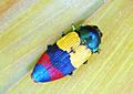 Temognatha alternata Jewel Beetle Cooktown