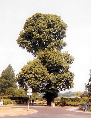 Ulmus-minor-atinia-brighton-south-east-entrance-to-preston-park.jpg