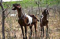 Utah National Guard Goats