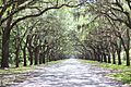 Wormsloe Historic Site, July 2016